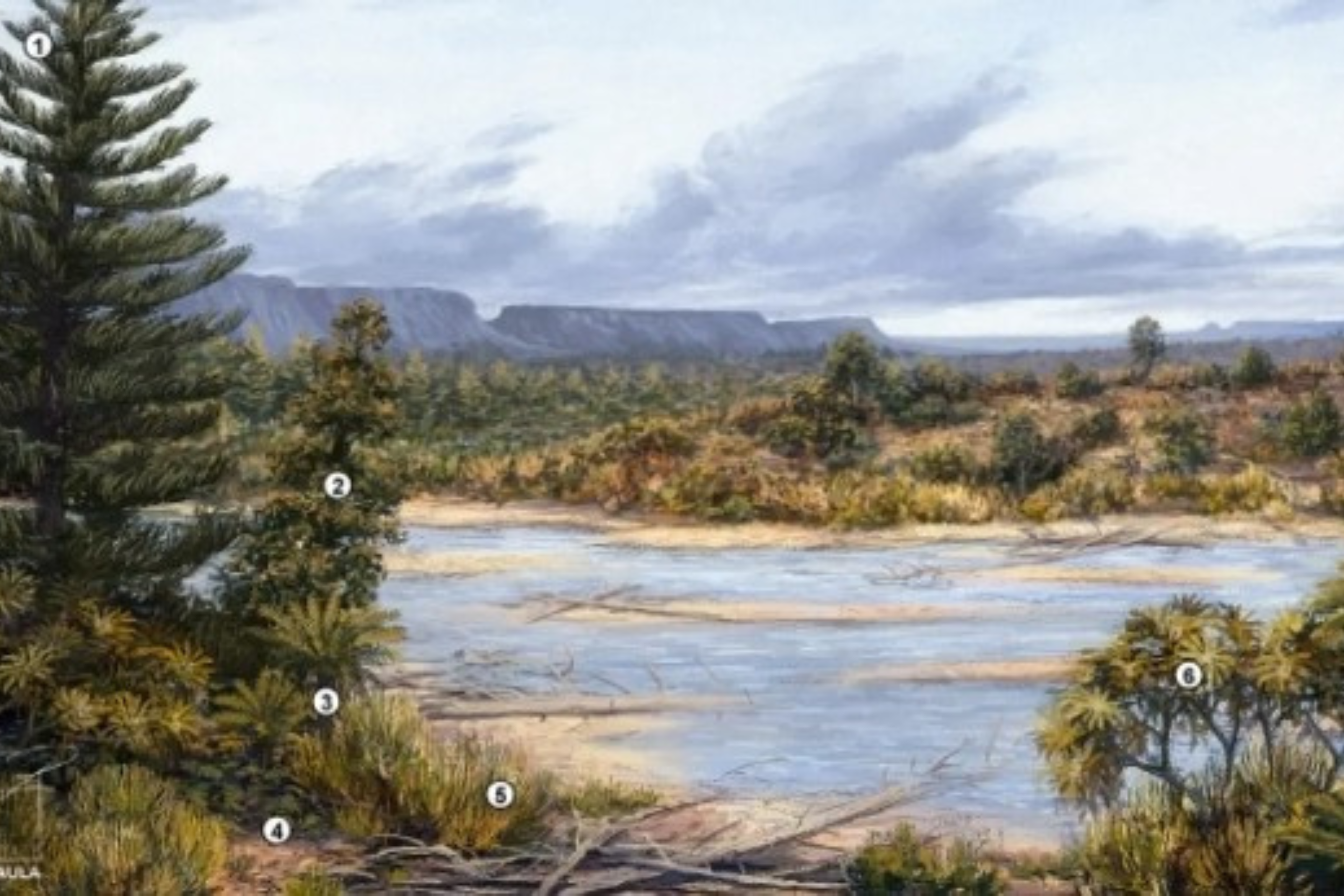 Floresta cearense abriga árvores milenares